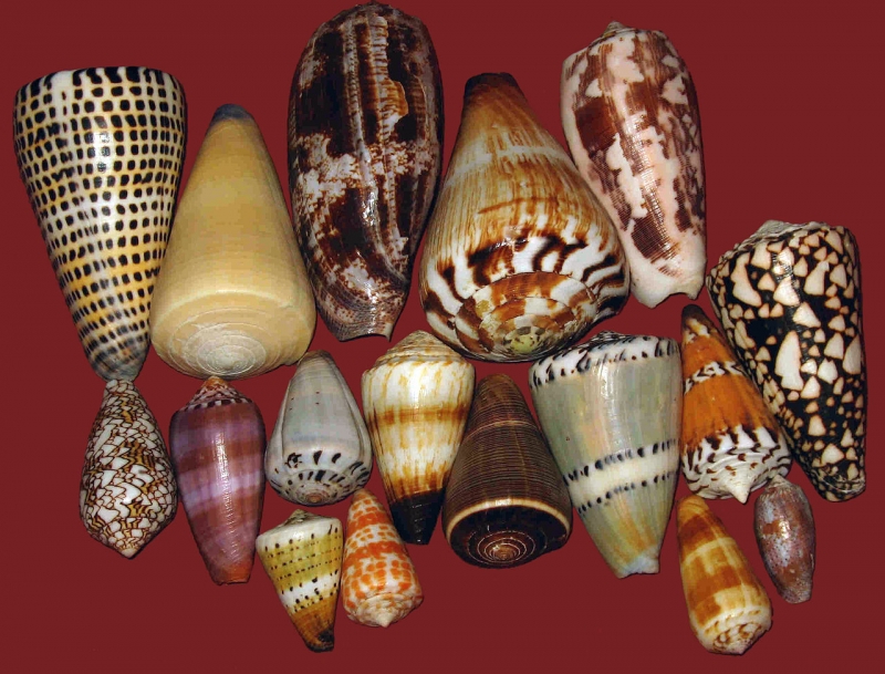 Classification Of Mollusca Pnosm